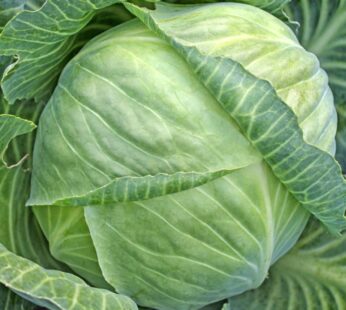 Punarjani Cabbage