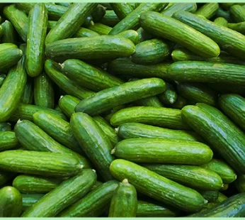 Punarjani Cucumber