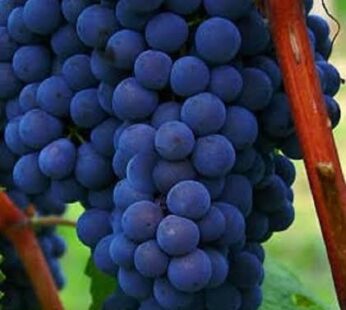 Bangalore Blue Grape