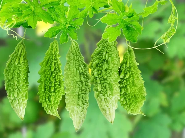 Punarjani Organic Bitter Gourd