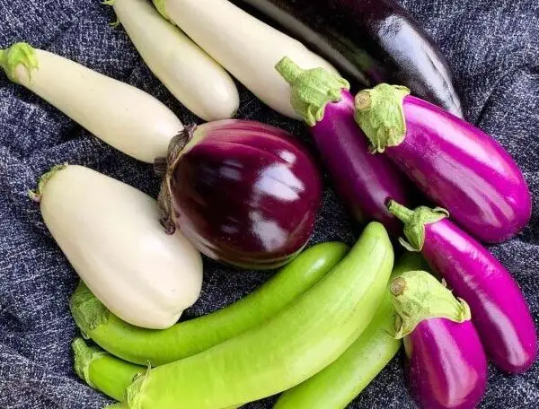 Punariani Organic Brinjal