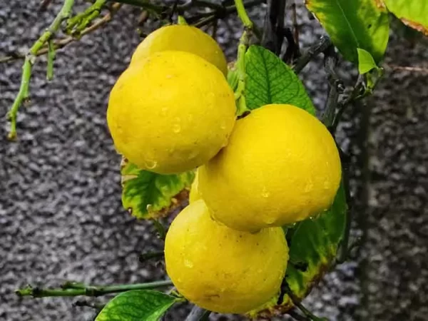 Punarjani Organic Lime