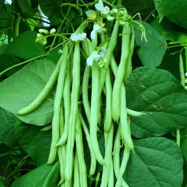 Punariani Organic Bush Beans