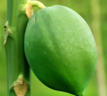 Punarjani Organic Green Papaya