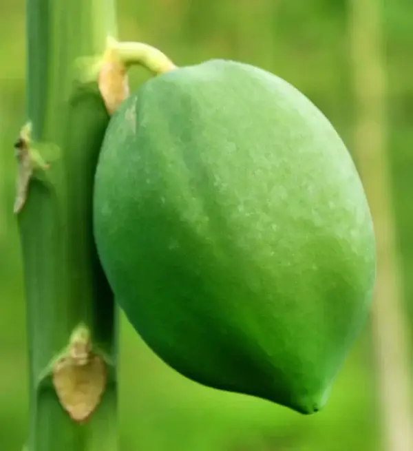 Punarjani Organic Green Papaya