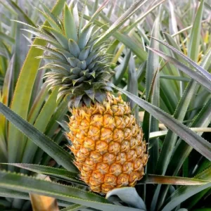 punarjani organic pine apple