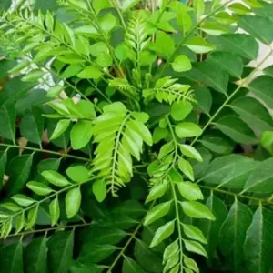 punarjani organic curry leaves