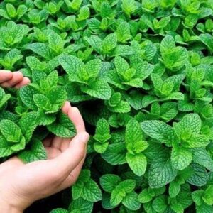 punarjani organic mint leaves
